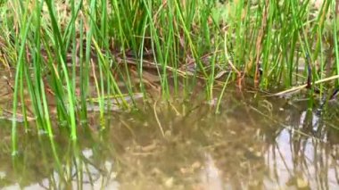 Çeviri: mjöllnir İyi seyirler.
