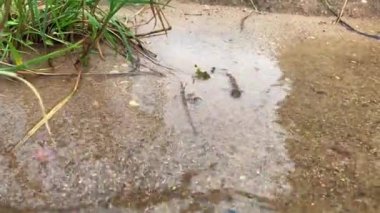 Çeviri: mjöllnir İyi seyirler.