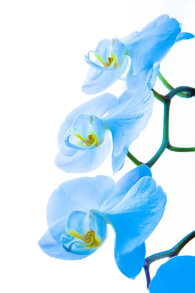 Orquídea, tipos diferentes de orquídeas — Fotografia de Stock