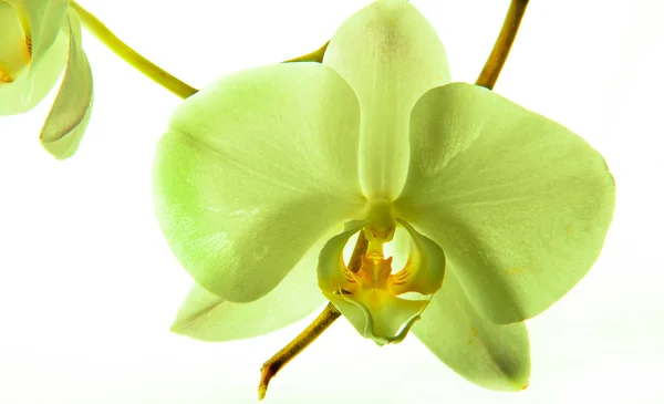 Orchid, different kinds of orchids — Stock Photo, Image