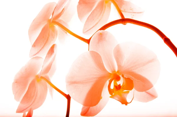 Orquídea, tipos diferentes de orquídeas — Fotografia de Stock