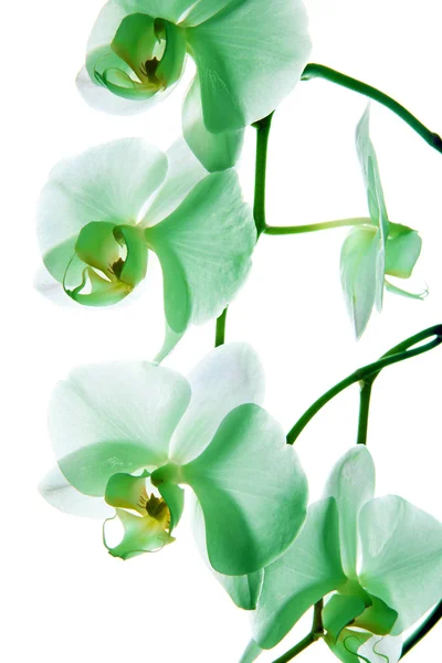 Orchidej, zelený květ — Stock fotografie