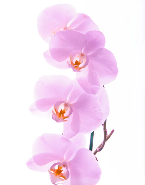 Orchidée, différents genres d'orchidées — Photo
