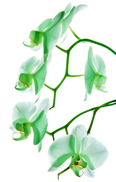 Orquídea, tipos diferentes de orquídeas — Fotografia de Stock