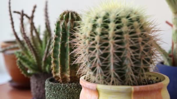 Cacti... — Vídeo de Stock