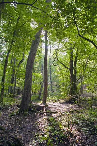 Floresta, floresta de faia, floresta verde — Fotografia de Stock