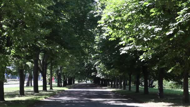 Bicycle, shade trees in the alley, the old chestnut trees, the sunlight — Stock Video