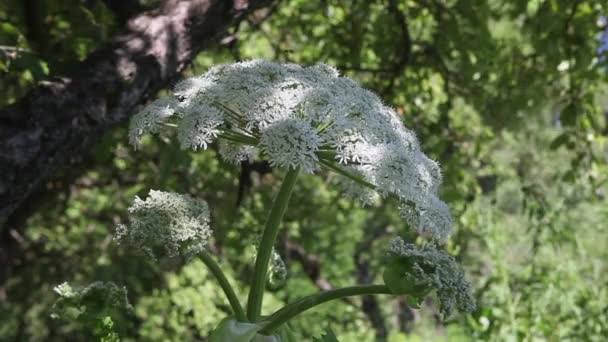 Flores y árboles de día de verano — Vídeo de stock