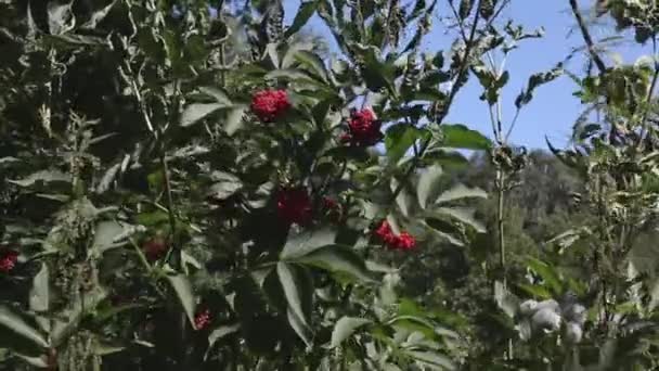 Sommertag Blumen und Bäume — Stockvideo