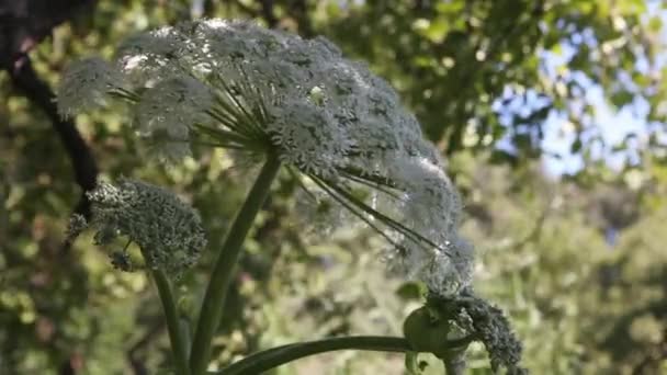 Καλοκαίρι ημέρα λουλούδια και δέντρα — Αρχείο Βίντεο