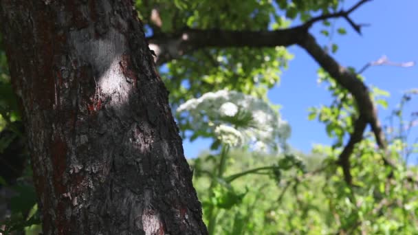 Dia de verão flores e árvores — Vídeo de Stock