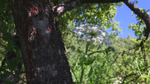 Καλοκαίρι ημέρα λουλούδια και δέντρα — Αρχείο Βίντεο