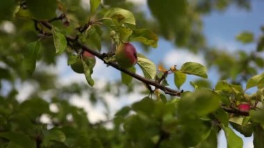 elma, elma bahçesi, elma bahçede olgunlaştırmak