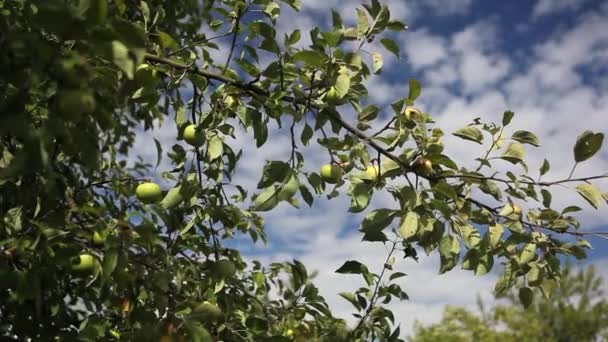 Äpfel, Apfelgarten, die Äpfel reifen im Garten — Stockvideo