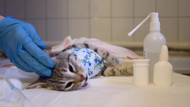 Professionell Veterinär Stroke Katt Narkos Före Operation Ett Kirurgiskt Bord — Stockvideo