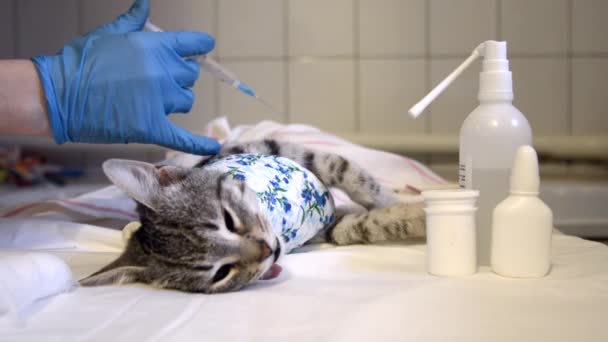 Tıbbi Eldivenli Bir Kadın Eli Uyuyan Bir Kediye Anestezi Altında — Stok video