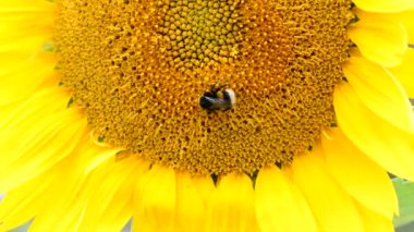 Bir arı bir ayçiçeğinin üzerinde sürünür ve sıcak bir yaz gününde nektar toplar. Kopyalama. Yakın plan..