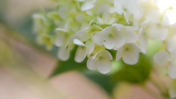 Flor Blanca Hortensia Del Jardín Balancea Viento Desenfocándose Primer Plano — Vídeos de Stock