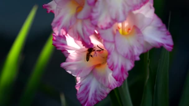 Uma Abelha Rasteja Uma Flor Gladíolo Rosa Jardim Pôr Sol — Vídeo de Stock