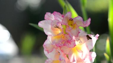 Bahçede güneşli bir günde bir arı uçarak geldi ve pembe bir gladiolus çiçeğinin tomurcuğunun içine girdi. Yakın plan. Bahçıvanlık.