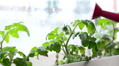 Bir kadın, olgunlaşan domateslerden oluşan yeşil bir çalılığın üzerine su döker ve domateslerin yapraklarına dokunur. Seedling evde. Bahçıvanlık. Bahar ekimi. Yakın plan.