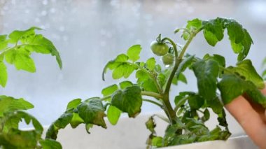 Yeşil domates fidanlarına su sıkmak, bahçedeki tohumları sulamak, kötü yaprakları temizlemek. Seedling bakımı. Küçük yeşil olgunlaşmamış domatesler. Yakın plan.