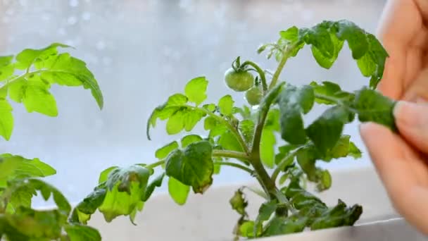 Een vrouwelijke hand verwijdert onnodige slechte bladeren uit een struik van rijpende tomaten. Twee kleine groene onrijpe tomaten wegen op een tak. Een close-up. Zaaizaadverzorging thuis. — Stockvideo