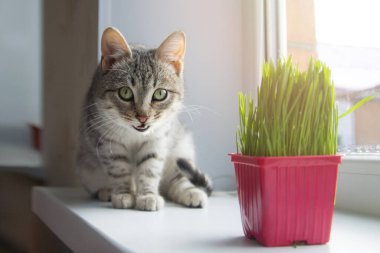 Gri, güzel bir kedi, kediler için yeşil bir çaydanlığın yanındaki pencere eşiğinde oturur. Evcil hayvanlarda düzgün beslenme kavramı, evcil hayvanlara bakmaktır.
