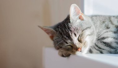 Tatlı gri bir kedi güneşin altında pencere pervazlarında uyuyor. Yavru kedi bir rüyada gözlerini kısar. Yakın plan. Metin için yer