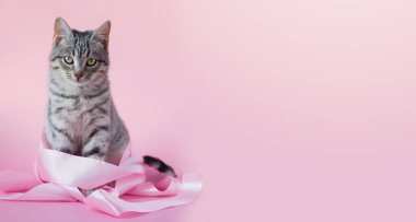Tasarım afişi, pembe arka planda pembe kurdeleli gri bir kedi yavrusu. Kedi kameraya bakar. Yatay format. Metin için yer