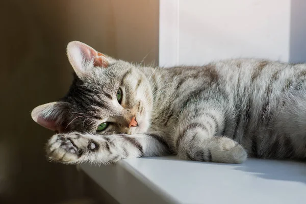 Μια Μικρή Γκρι Καθαρόαιμη Γάτα Κοιμάται Στο Παράθυρο Στο Σπίτι Εικόνα Αρχείου