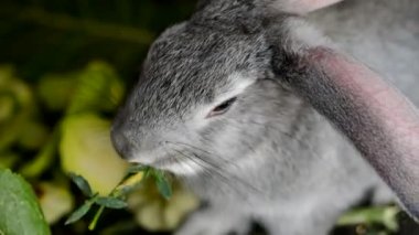 Gri evcil bir tavşan yaz günü bir çiftlikte ot yer. Yakın plan..