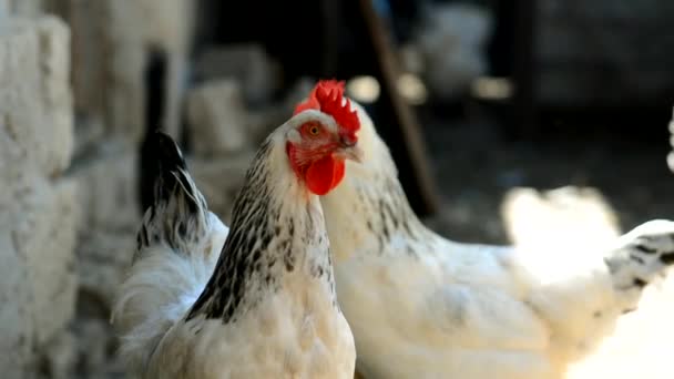 夏の日に農場に赤いホタテと黒の尾を持つ白い鶏 — ストック動画