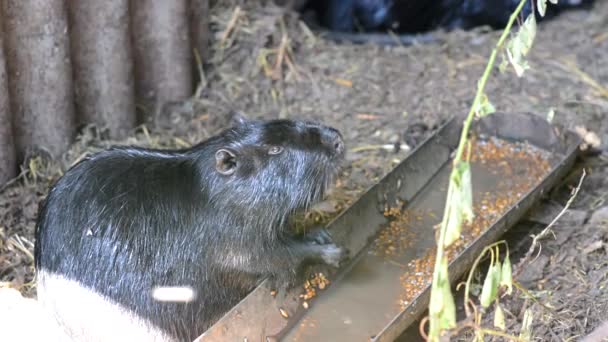 Black Nutria Puts Food Its Mouth Its Paws Crawls Away — Stock Video