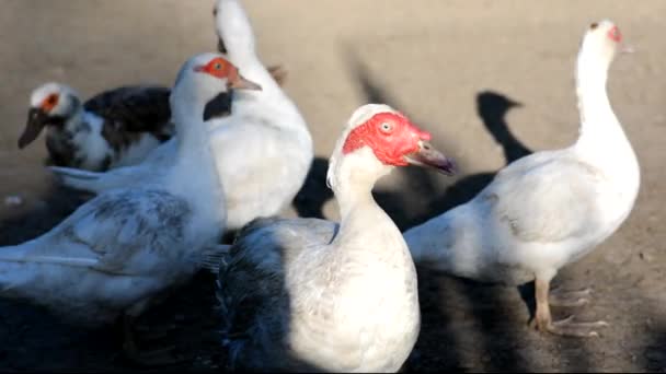 Udomowione Białe Kaczki Wypasają Się Farmie Letni Dzień Zbliżenie — Wideo stockowe