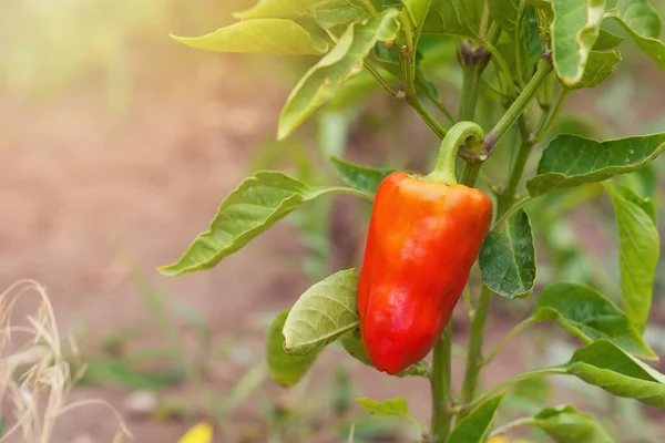Ώριμο Κόκκινο Bell Pepper Φυτρώνει Ένα Πράσινο Θάμνο Ένα Λαχανόκηπο Φωτογραφία Αρχείου