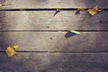 Güneş lekeleri içinde düşen yaprakları olan eski tahta tahtalar. Tasarım için arka plan. Yukarıdan bak. Kopyalama alanı