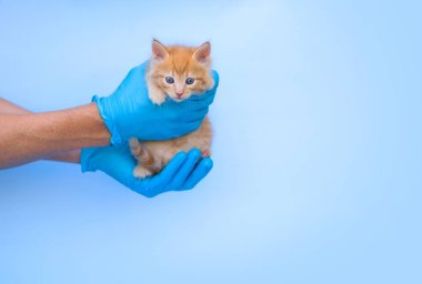 Veteriner kliniğinde küçük kırmızı tüylü bir kedi yavrusu ve mavi eldivenli eller. Kedi kameraya bakar. Metinler için yer - ilaç, hayvanlar, aşı ve alerji konsepti, evcil hayvan.