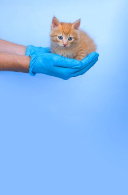 Veteriner kliniğindeki kızıl bir kedi yavrusu kameraya ve mavi eldivenli ellere bakıyor. Mavi fotonlu pankart. Metin için yeri olan yatay biçim - aşı, evcil hayvan, alerji.