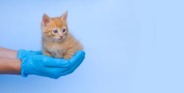 Küçük kızıl bir kedi yavrusu Veretinar 'ın avuçlarında oturur. Mavi eldivenli erkek eller tüylü bir kedi yavrusu tutuyor. Pankart, yatay format, metin için yer. Evcil hayvan konsepti, aşı.
