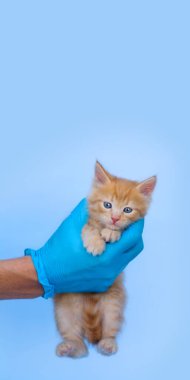 Mavi arka planda turuncu bir kedi yavrusu ve yakın planda mavi eldivenli bir veteriner eli. Dikey format. Evcil hayvanlar, ilaçlar ve alerji için veteriner kliniği kavramı.