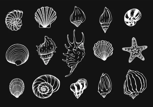 Seashells Rozgwiazdy Wektor Zestaw Środowisko Morskie Ręcznie Rysowane Ilustracje Idealny — Wektor stockowy