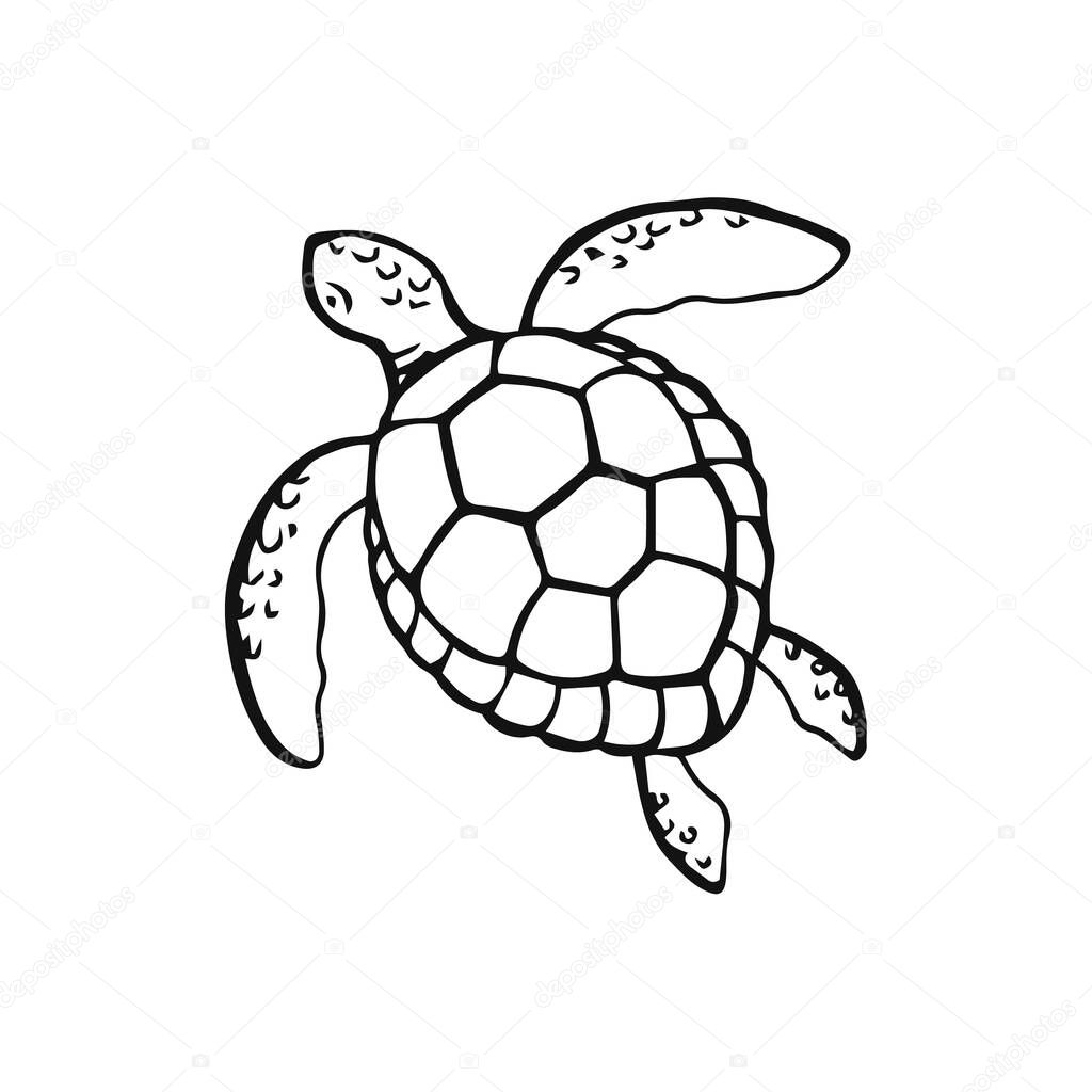 Hand drawn sea turtle vector illustration on white background. Sea or ocean underwater life.