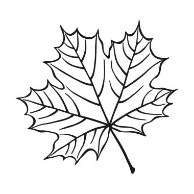 El çekilmiş akçaağaç yaprağı anahat. Beyaz arka plan üzerinde izole hat sanat tarzı akçaağaç yaprağı.