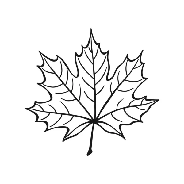 Hand Dras Maple Leaf Disposition Lönnlöv Linje Konststil Isolerad Vit — Stock vektor