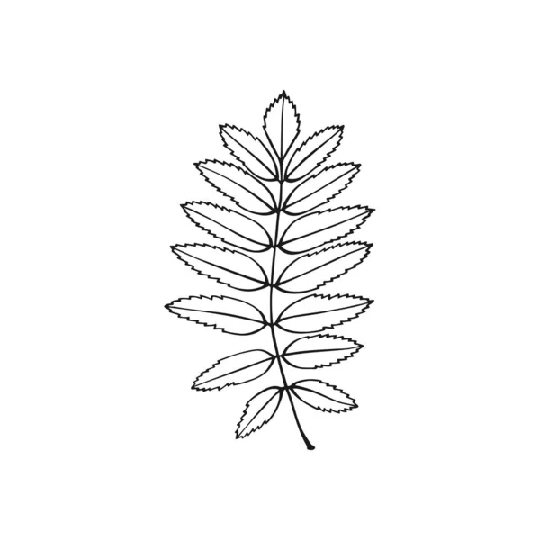 Yapımı Rowan Yaprağı Ana Hatları Beyaz Arkaplanda Çizgi Sanatı Biçimi — Stok Vektör