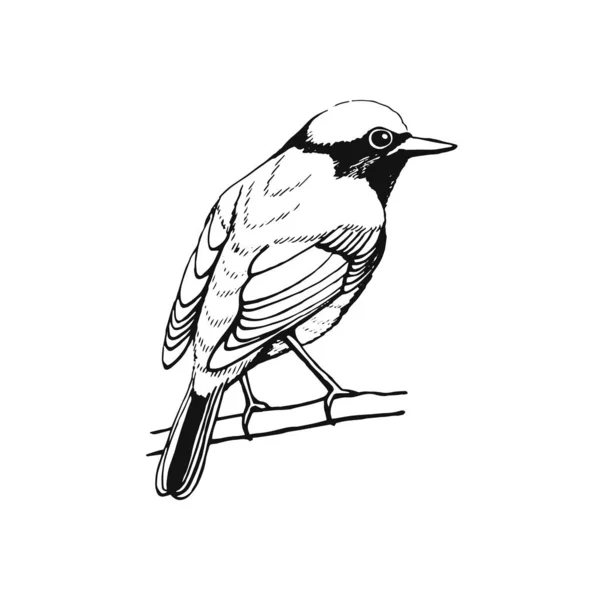 手描きの鳥 再スタートだ 概要図 ベクトルイラスト 黒と白 — ストックベクタ