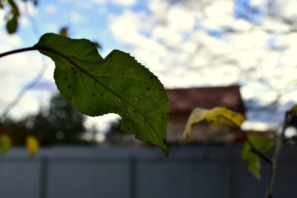 花园里苹果树上的绿叶 — 图库照片