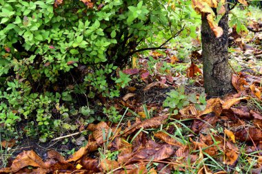 Islak, düşmüş kestane yaprakları bahçede