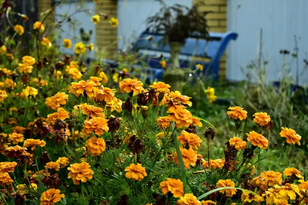Παρτέρι Κίτρινα Λουλούδια Στον Κήπο — Φωτογραφία Αρχείου